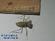 Eremiaphila spec. - Male