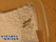 Eremiaphila spec. - L3