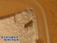 Eremiaphila spec. - L3