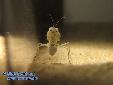 Eremiaphila spec. - L5