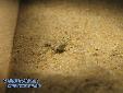 Eremiaphila spec. - L5