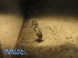 Eremiaphila spec. - L5