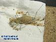 Eremiaphila spec. - Nymph