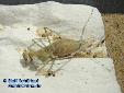 Eremiaphila spec. - Nymph