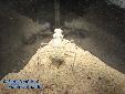 Eremiaphila spec. - Building of ooth