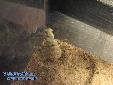 Eremiaphila spec. - Building of ooth
