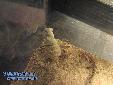 Eremiaphila spec. - Building of ooth
