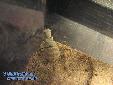 Eremiaphila spec. - Building of ooth