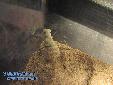 Eremiaphila spec. - Building of ooth