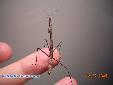 Euchomenella macrops - Female