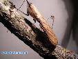 Gongylus gongylodes - Male