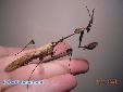 Gongylus gongylodes - Male