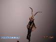 Gongylus gongylodes - Male