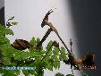 Gongylus gongylodes - Male
