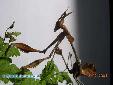 Gongylus gongylodes - Male