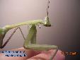 Hierodula membranacea - Male