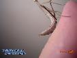Hierodula membranacea - Male