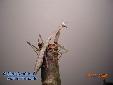 Hierodula membranacea - Male