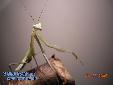 Hierodula membranacea - Male