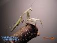 Hierodula membranacea - Male