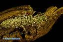 Humbertiella spec. - Male