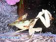Hymenopus coronatus - Couple