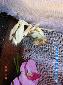 Hymenopus coronatus - Couple