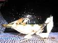 Hymenopus coronatus - Couple