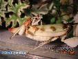 Hymenopus coronatus - Couple