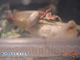 Hymenopus coronatus - Couple