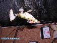 Hymenopus coronatus - Couple