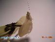 Hymenopus coronatus - Female