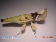 Hymenopus coronatus - Female