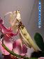 Hymenopus coronatus - Female