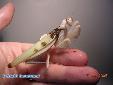 Hymenopus coronatus - Female