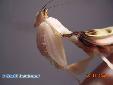 Hymenopus coronatus - Female