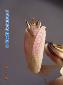 Hymenopus coronatus - Female