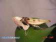 Hymenopus coronatus - Female