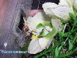Hymenopus coronatus - Male