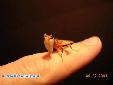 Hymenopus coronatus - Male