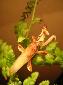 Hymenopus coronatus - Male
