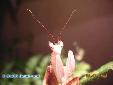 Hymenopus coronatus - Male