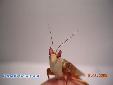 Hymenopus coronatus - Male