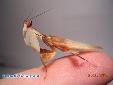 Hymenopus coronatus - Male