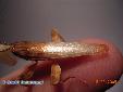 Hymenopus coronatus - Male