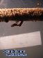 Hymenopus coronatus - Hatching