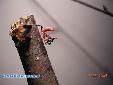 Hymenopus coronatus - L2