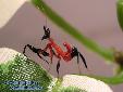 Hymenopus coronatus - L2
