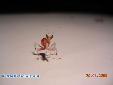 Hymenopus coronatus - L3
