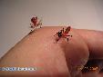 Hymenopus coronatus - L3